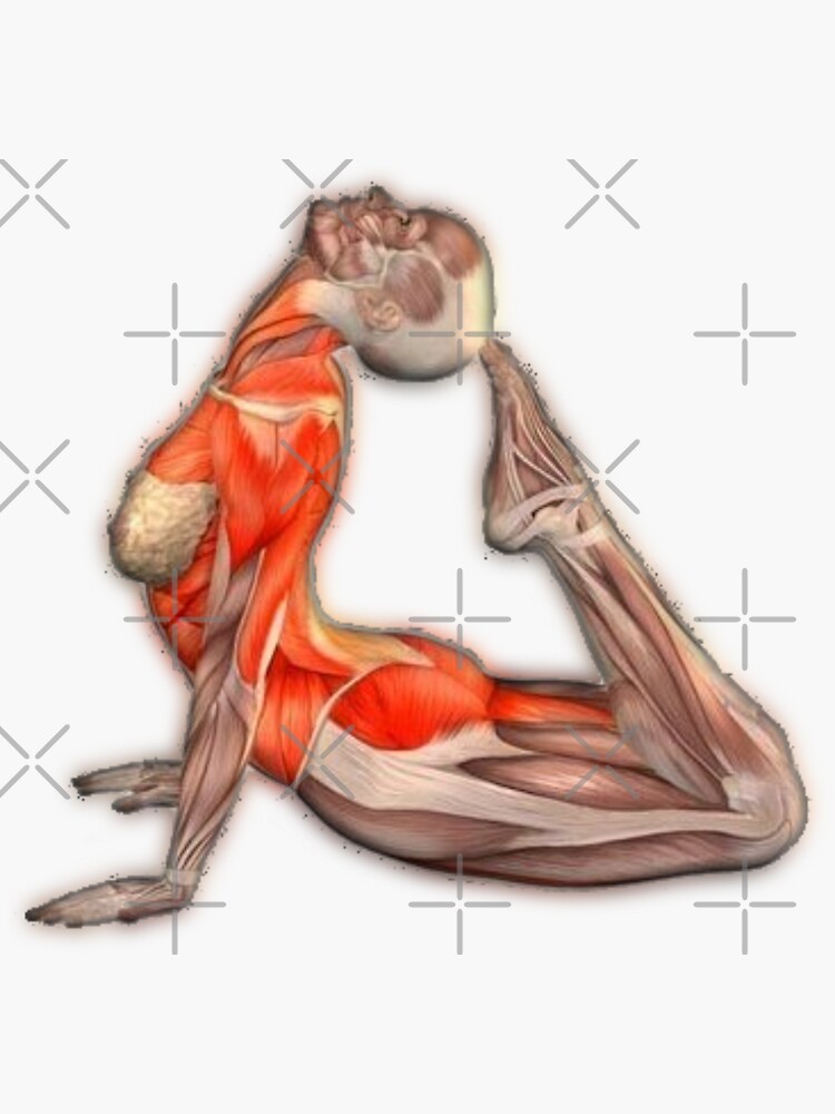 « Dessins Musculo-squelettique des positions de Yoga » par rodolphe-a