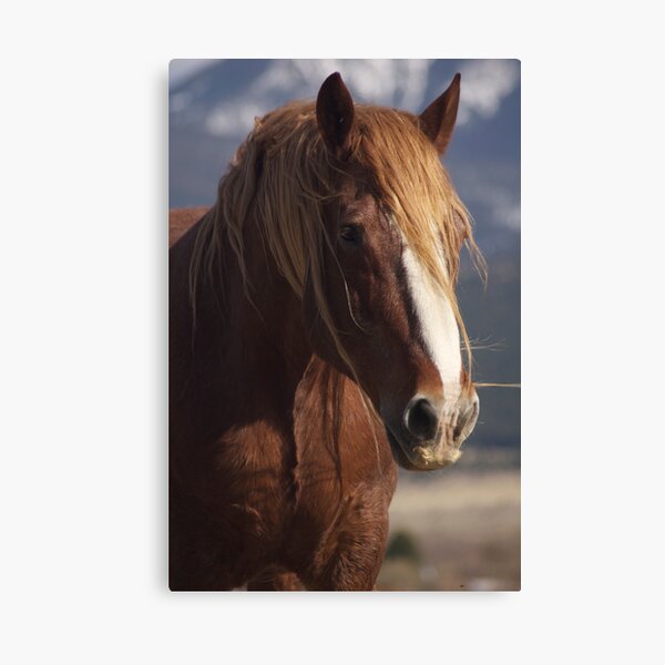 Tatanka Spirit looks on Canvas Print