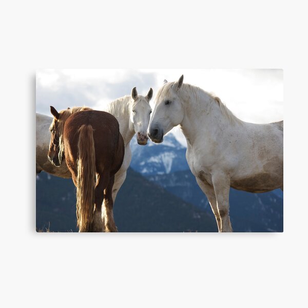 Three of a kind Canvas Print