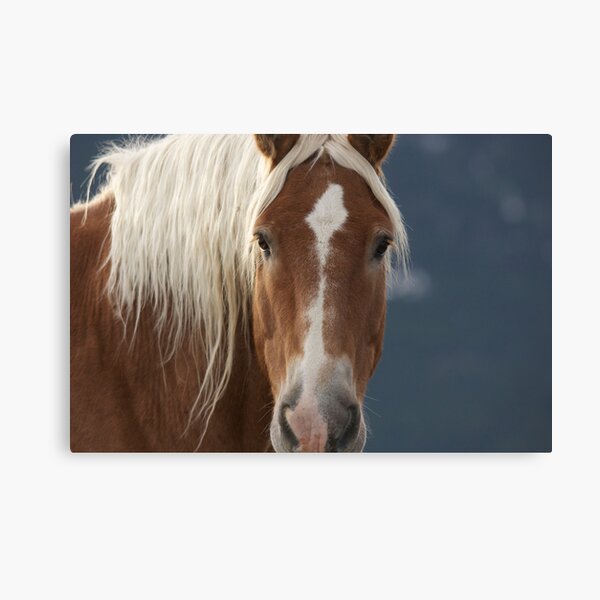 Pumpkin Canvas Print
