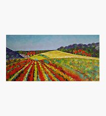 Peninsula Vineyard - Sold Photographic Print
