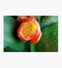 Macro Flower Photographic Print