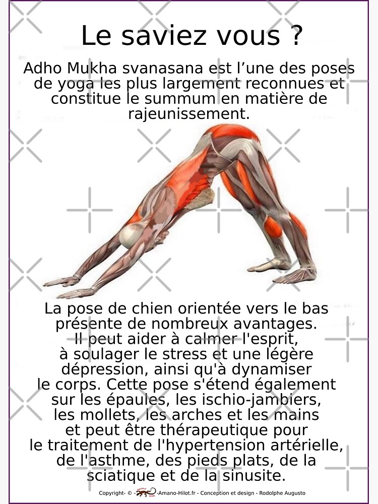 « Planches Musculo-squelettique des positions de Yoga - N°5 » par rodolphe-a