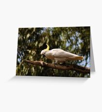 sulphur-crested cockatoo Greeting Card