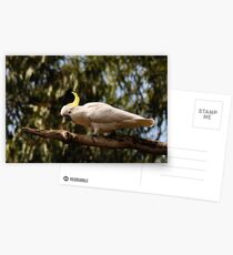sulphur-crested cockatoo Postcards