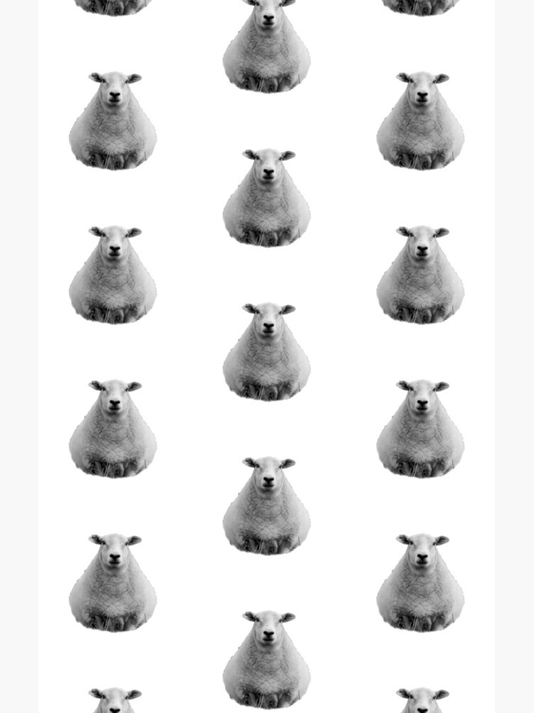 Black and White Sheep in Field by tribbledesign