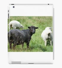 Ba Ba Black sheep iPad Case/Skin