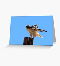 Redtail Hawk Greeting Card