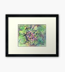 On The Vine Framed Print