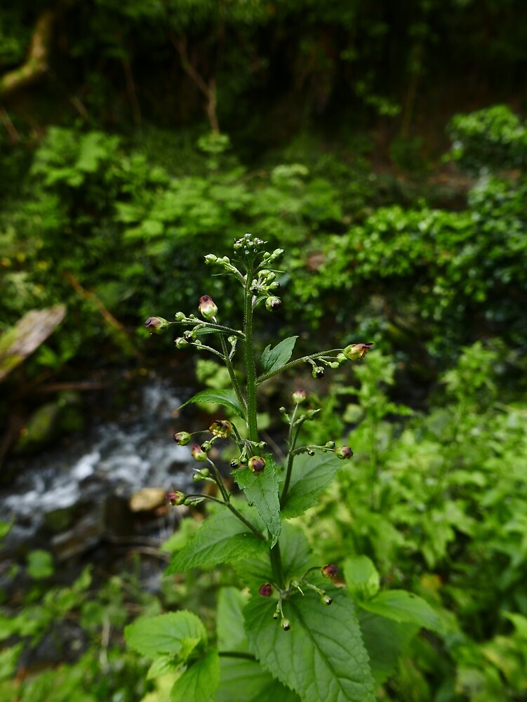  Figwort (Scrophularia nodosa) by IOMWildFlowers