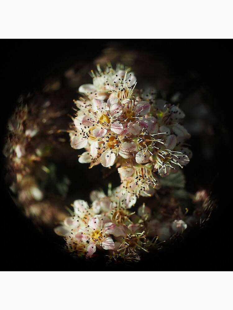 Macro Flower Globe of Pink and White by utilityimage