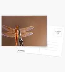 Dragonfly Postcards