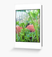 A Baby Swallowtail Caterpillar Greeting Card