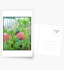A Baby Swallowtail Caterpillar Postcards