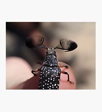 Feather-horned Beetle Photographic Print