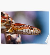 Corn Snake Poster