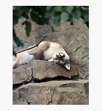 Lounging Around Photographic Print