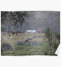Grazing in peace Poster