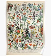 Adolphe Millot fleurs A Poster