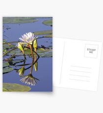 Lilies - Okavango Delta, Botswana Postcards