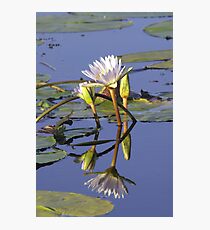 Lilies - Okavango Delta, Botswana Photographic Print