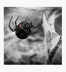 Black Widow Photographic Print