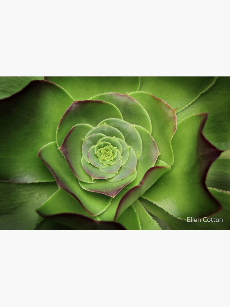 Green Aeonium by ellcot
