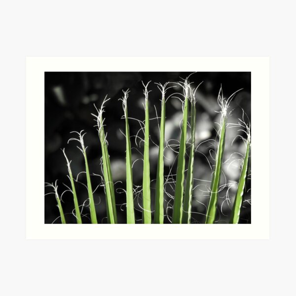 Palm Frond Abstract Art Print