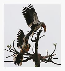 Hornbill Courtship Photographic Print