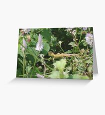 Nature - Beauty at its MAX Greeting Card