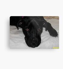 P p p p please!?? Metal Print