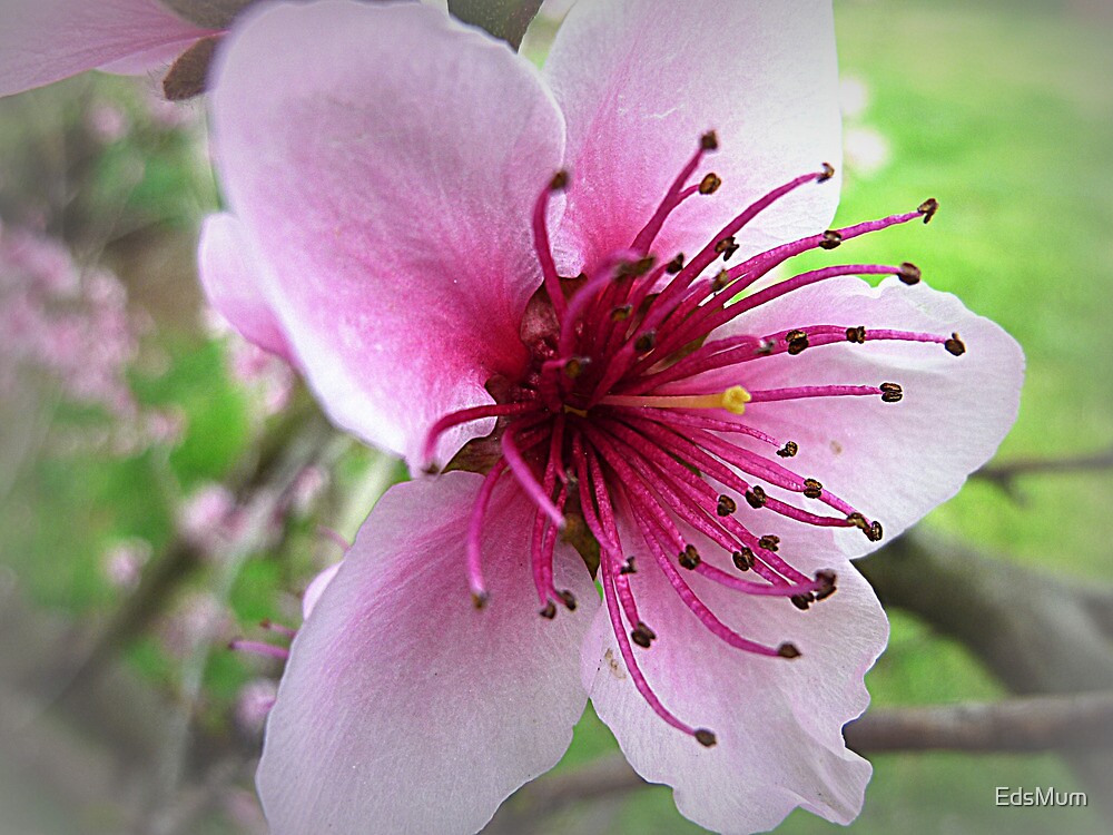 "The Beauty of One Flower (Nectarine Blossom)" by EdsMum Redbubble