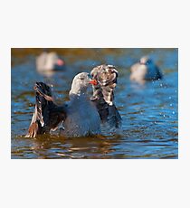 Bath time Photographic Print