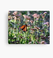 Morning Butterfly Canvas Print