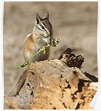 A feast fit for a chipmunk Poster