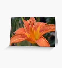 Tiger Lilly Greeting Card