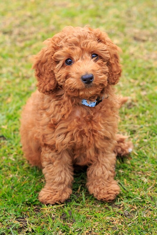 cavoodle plush toy