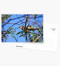 Endangered Species Postcards
