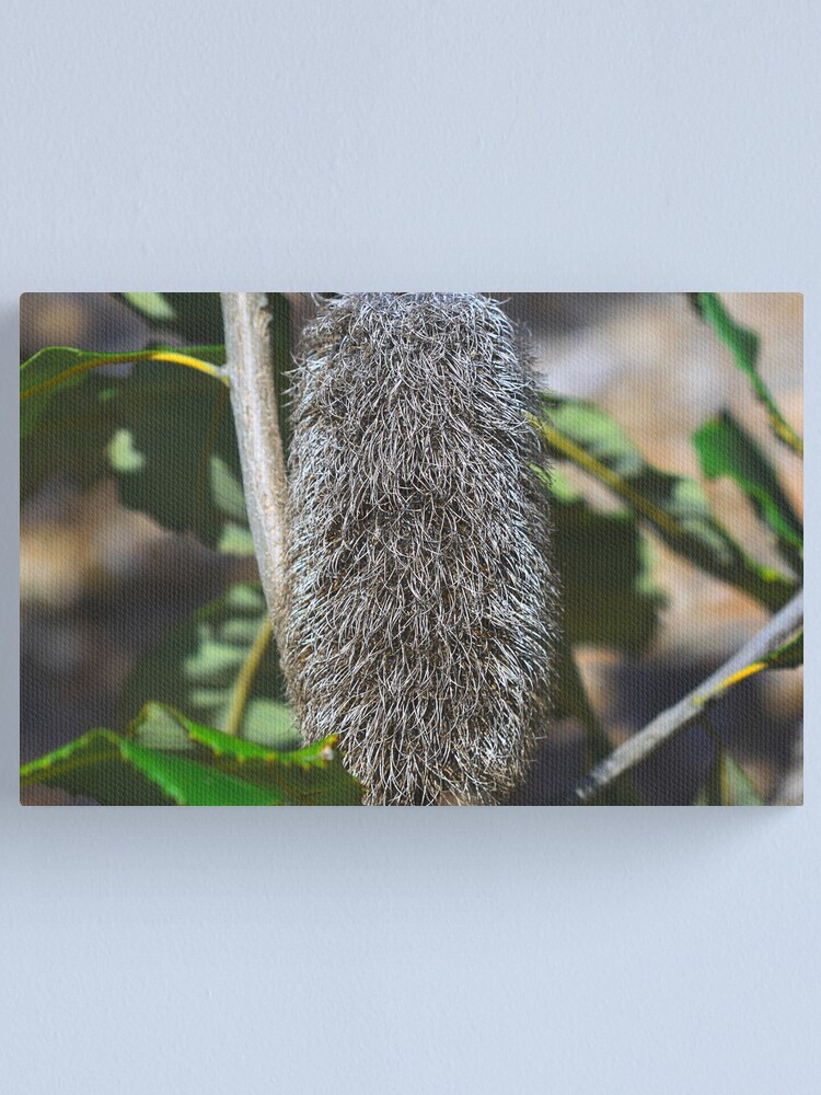 Alternate view of Banksia robur Canvas Print