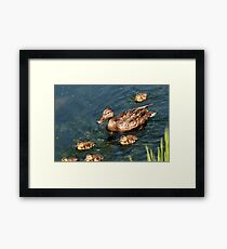 Mallard Family Framed Print
