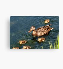 Mallard Family Canvas Print