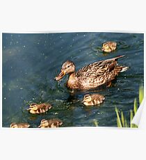 Mallard Family Poster