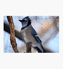Blue Jay(Cyganocitta Cristata) Photographic Print