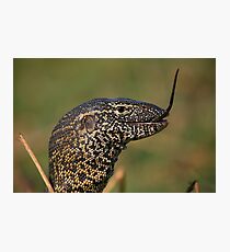 Scales For Breakfast Photographic Print