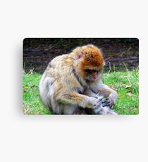 Barbary macaque - Trentham Monkey Forest Canvas Print