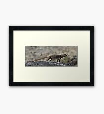 Sagebrush Lizard at Yosemite National Park Framed Print