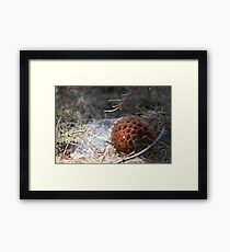 Habitat Framed Print