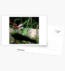 Untitled Postcards