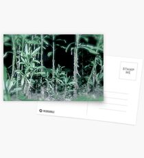 Untitled Postcards