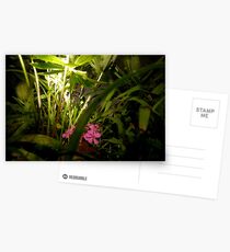 Untitled Postcards